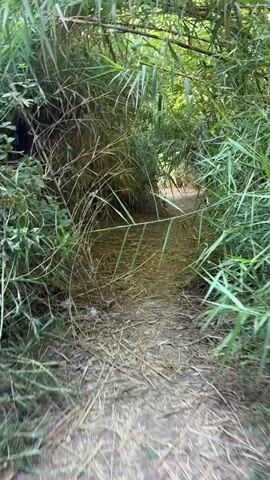 The video shows a narrow dirt path winding through dense vegetation. The path is covered with dry leaves and twigs, suggesting it is outdoors and possibly in a forest or jungle. The vegetation consists of tall, thin reeds or bamboo stalks that create a tunnel-like effect over the path. Sunlight filters through the leaves, creating a dappled effect on the ground. The camera is moving forward along the path, giving the impression of walking or moving through the scene. There are no people or animals visible in the video. The environment appears natural and somewhat overgrown.