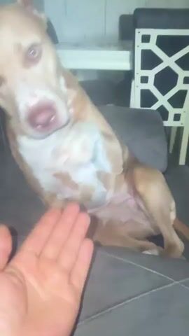 A tan and white pit bull dog is sitting on a dark gray couch. Its front right paw is extended and resting on an open human hand. The dog is looking directly at the camera with a slightly downward gaze. The background shows a wall with a textured pattern, a portion of a dining table, and a decorative chair back. The lighting is dim, suggesting an indoor setting, possibly at night.