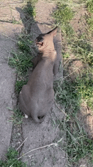 Domestic animals observed grazing and resting in various settings
