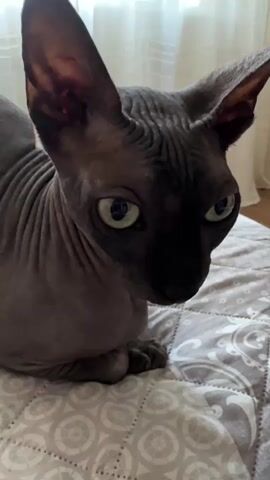 The video shows a close-up of a hairless cat. The cat is predominantly gray with darker markings on its face. It has large ears and prominent wrinkles on its forehead. The cat's eyes are wide open and appear to be a light green or yellow color. It is looking directly at the camera. The cat is sitting on a surface that appears to be a patterned blanket or bedspread, with a gray and white geometric design. The background is out of focus but shows what looks like a window with sheer curtains, suggesting an indoor setting. The lighting is soft and diffused.