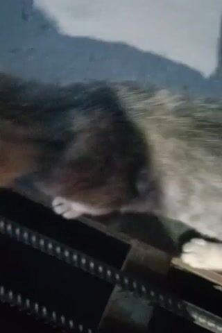 A close-up video shows a cat sitting near a person's hand holding a small pink device. The cat's fur is a mix of brown, gray, and white. The background appears to be an outdoor concrete surface with a shadow cast by an unseen object or person. The hand moves the pink device, and the cat watches it intently, with its ears perked up and head tilted. The cat is positioned in the lower right portion of the frame, and the hand and device are in the upper left. The lighting suggests it is daytime.