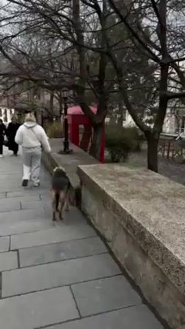 A woman walks away from the camera, trailing a tri-colored dog on a leash. They are walking along a grey stone path with a grey stone ledge to the right. A red telephone booth stands in the background behind a lamppost. Trees are scattered on both sides of the path. The dog pauses next to the ledge, sniffing the ground. The dog is black, tan, and white. Its fur appears unkempt and it is possibly older. The woman is wearing light grey sweatpants and a white hoodie. Another woman walks in the opposite direction along the path. The weather looks overcast.