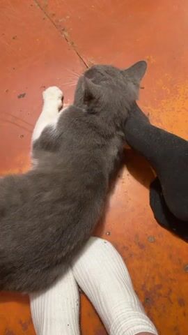 A kitten lies on its side, its grey and white body positioned horizontally in the frame. The kitten is biting down on a black sock that is on a person's foot. White socks are visible on another foot or leg. The kitten's paws are extended, one forepaw is raised slightly. The background appears to be an orange surface with some debris or texture. The lighting is dim.