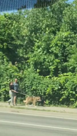 This video captures a brief moment from a moving vehicle, likely a car, on a sunny day. The scene unfolds on a roadside in Ostrów Mazowiecka, Poland. On the sidewalk, a person is walking a dog. The person appears to be wearing light-colored pants and a dark top, and the dog is a medium-to-large breed with light brown fur, possibly a German Shepherd mix. They are on a leash, and the dog seems to be enjoying the walk, with its tongue out.

Behind the sidewalk, a dense line of lush green trees forms a natural backdrop, suggesting a park or a tree-lined street. The sky is visible above the trees, appearing clear and blue, indicating pleasant weather. The foreground of the video shows a portion of the road, with the perspective suggesting the viewer is a passenger in a vehicle traveling alongside the sidewalk.

Further into the video, the perspective shifts to show the side of a large truck. The truck's trailer is a light gray, and some of its components, including a wheel and part of the chassis, are visible. There is a yellow and red sticker on the side of the truck's trailer. A blue and white logo, possibly a brand name, is also visible on the trailer's lower section. The time of day appears to be daylight, given the bright illumination of the scene. No specific emotions are discernible due to the distance and resolution of the footage.