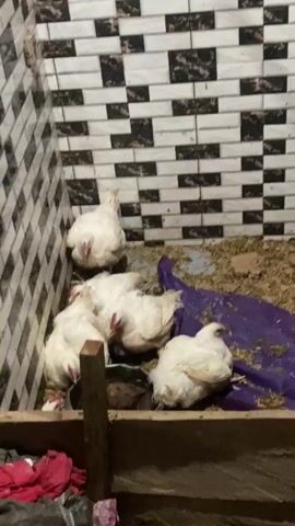 Five white chickens are in a small enclosure with patterned tiled walls and a dirt floor. A purple tarp is on the floor with some dry leaves or hay. A wooden barrier is in the foreground. One chicken is perched high up in the corner, two are in the middle, one is to the left, and one is to the right.