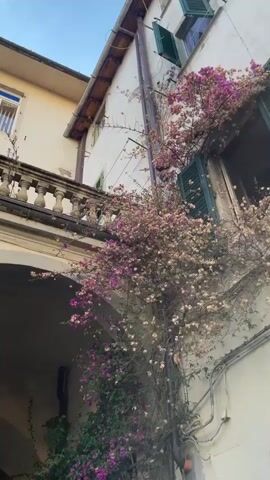 The video shows a bougainvillea plant climbing up the side of a building. The plant has pink and white flowers and green leaves. The building is made of stucco and has a balcony with columns. The video pans down to show a cobblestone street and a doorway. The scene is set in a European town or village.