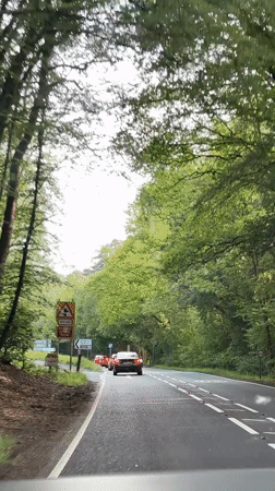 Vehicle drives through winding forest road with dense greenery