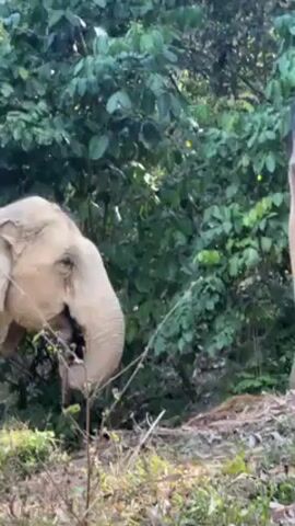 The video shows two elephants in a green, wooded environment. One elephant on the left is actively eating, its trunk and mouth occupied with vegetation. The other elephant stands more upright and still, looking toward the left. The background is filled with lush green trees and ground cover, typical of a forest or jungle habitat. The elephants appear to be light gray in color.