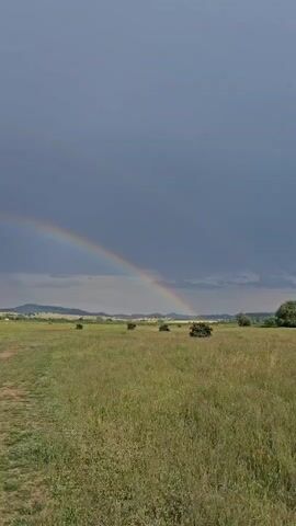 The video shows a verdant grassy field under a grey, overcast sky. A vibrant rainbow arcs across the horizon, its ends appearing to touch the ground in the distance. There are scattered bushes and a tree-covered hill punctuating the landscape. The camera slowly pans from right to left, showcasing the width of the field and the extent of the rainbow.