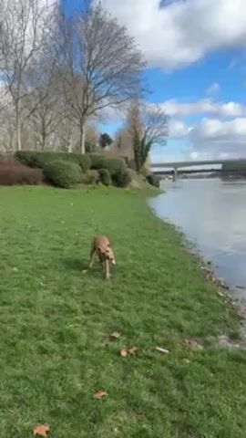 The video shows a medium-sized brown dog carrying a stick in its mouth walking on a grassy area near a body of water. The dog is the main focus, moving towards the camera. In the background, there is a river or a large body of water, with a bridge visible in the distance. The sky is blue with scattered clouds. The grass is green, and there are bare trees and bushes on the bank. There are also some dead leaves scattered on the grass.  Someone can be heard saying "Ramene" in a commanding tone, implying they are telling the dog to bring something.