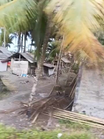 The video pans across a grey concrete wall, with visible signs of age and weathering. Behind the wall, lush green foliage, including palm trees and banana plants, is evident. Several bamboo poles are stacked horizontally in the foreground, resting on the grass. The overall impression is of a rural or tropical setting.
