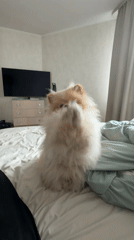 Cream Pomeranian lounging on a bed in Novosibirsk