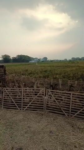 The video shows a rustic enclosure made of bamboo or wood, filled with ducks. The enclosure is situated in a rural setting with a field of crops in the background. The sky is overcast with clouds. The camera pans across the enclosure, revealing a large number of ducks. Some are gathered in groups, while others are standing or walking around. The overall impression is of a duck farm or a temporary holding pen for ducks. There is no visible human activity in the video, and the focus is entirely on the ducks and their environment. The lighting suggests it may be early morning or late afternoon.