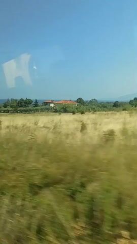 The video captures a scenic view from a moving vehicle, likely a train or car, through a window. The foreground is dominated by a blur of green vegetation, indicating movement. Beyond the immediate brush, a vast, dry, golden field stretches out. In the mid-ground, scattered olive trees with their distinctive silvery-green foliage are visible, adding texture to the landscape. Further in the distance, a cluster of buildings with orange-tiled roofs stands against the horizon. These appear to be rural homes or possibly a small estate.

The sky above is a clear, vibrant blue, suggesting a bright, sunny day. The overall impression is one of a warm, rural summer landscape in Greece, specifically in the area of Plaka, Litohoro. The clear sky and bright sunlight indicate it is daytime. The sense of motion from the vehicle creates a slightly impressionistic effect on the closer elements of the scene. There is no text visible in the media. The scene evokes feelings of tranquility and the beauty of the Mediterranean countryside.