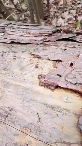 A close-up video shows a fallen tree trunk with rough, peeling bark. At the beginning, a small black ant is visible walking on the bark. The camera slowly pans across the textured surface of the trunk, highlighting its dry, flaky appearance. The background is out of focus, revealing dried leaves and branches on the ground, suggesting a forest floor or wooded area. The scene is located in Елец-Маланино, Russia. No visible text is present.