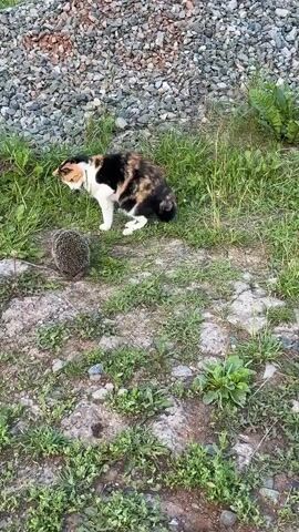 A calico cat, with patches of white, black, and orange, is cautiously interacting with a hedgehog in a grassy area. The cat is mostly facing away from the camera, with its head turned towards the hedgehog. The hedgehog is to the left of the cat and appears to be facing it. Both animals are in a natural outdoor setting with sparse green grass, some dirt, and rocks. In the background, there is a large pile of grey gravel and more greenery. The scene suggests a daytime encounter, possibly in the late afternoon or early evening given the lighting. The cat's posture and the hedgehog's presence indicate a moment of curiosity and mild tension between the two animals. The environment appears somewhat wild or uncultivated. There is no visible text in the media. The location is identified as Pyachanki, Russia.