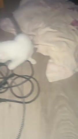 A small white kitten with grey markings is seen on a wooden floor, playing with a tangled mess of cables. The kitten is actively batting at and sniffing the black and grey/white braided wires. Various electronic items surround the kitten, including a black device with red buttons, clearly labeled "MEGA DRIVER," which appears to be a retro gaming console or adapter. A black game controller, resembling a Sega Genesis/Mega Drive controller, and a black remote control are also visible among the cables. In the background, a light-colored blanket or fabric is spread on the floor. The scene suggests an indoor setting, possibly a living room, with dim lighting. The kitten appears curious and playful as it interacts with the wires.