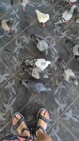 The video shows a flock of pigeons feeding on a tiled floor. Most of the birds are grey, but there are also white and black pigeons among them. A person wearing sandals stands with their feet visible in the lower part of the frame. The tiled floor has a decorative pattern. The pigeons move around, pecking at the ground. A red railing can be briefly seen in the background.