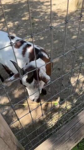 A medium shot focuses on a goat behind a wire fence in an outdoor enclosure. The goat has a brown and white patterned coat and short horns. Its head is lowered, and it appears to be nibbling on some greenery at the base of the fence. The ground within the enclosure is dirt and scattered dry leaves, with dappled sunlight filtering through overhead foliage. A wooden post is visible in the lower right corner of the frame, and the wire fencing runs across the foreground, obscuring parts of the goat and the environment.