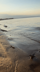 Afternoon beach activities recorded in Chaikovsky, Russia