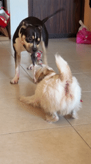 Dogs Play Tug-of-War in Tel Aviv