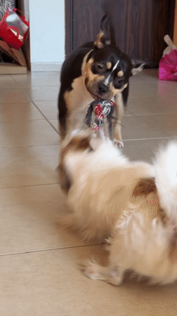 Dogs Play Tug-of-War in Tel Aviv