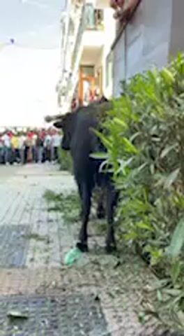 The video captures a large, dark-colored bull or cow positioned on a paved street in Vejer de la Frontera, Spain. The animal is partially obscured by a dense green bush on the right side of the frame, facing away from the camera. In the background, to the left, a crowd of people is gathered, observing the scene. The street is lined with multi-story buildings, typical of Spanish town architecture, with some upper-floor windows and balconies visible. The ground beneath the bull shows scattered debris, possibly leaves or small pieces of foliage. The scene is brightly lit by clear daylight. Spanish commentary in the background describes the bull, mentioning its horns and hinting at its intended movement into an interior area, indicating an organized bull-related event or festival. The bull remains largely stationary during the clip, moving only slightly. No discernible text is visible within the frame.