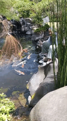 Koi ponds, lotus flowers, and farm life in North Sumatra