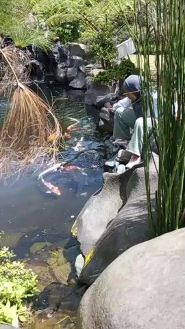 A group of koi fish swim in a pond. Two people are sitting on the edge of the pond. The pond is surrounded by rocks and plants.