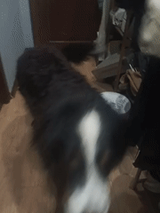Bernese Mountain Dog and apartment details, Moscow evening