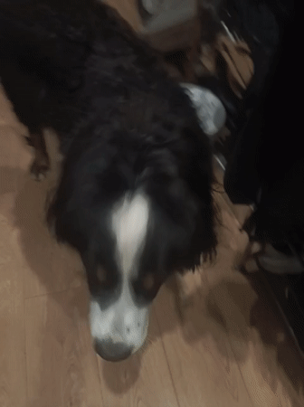 Bernese Mountain Dog and apartment details, Moscow evening
