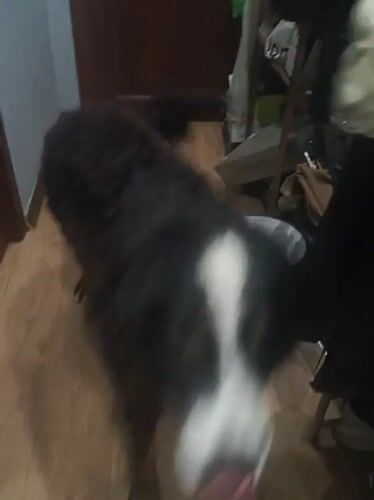 Bernese Mountain Dog and apartment details, Moscow evening