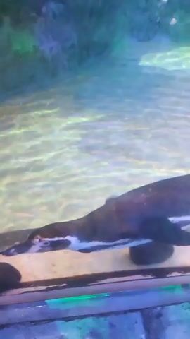 The video shows penguins swimming in an enclosure. The water is clear with a sandy bottom. The penguins swim with their wings, gracefully gliding through the water. One penguin swims towards the camera, clearly visible with its distinctive black and white markings. A rope barrier is partially visible in the foreground, separating the viewer from the enclosure. The environment appears to be an indoor exhibit, possibly at a zoo or aquarium.