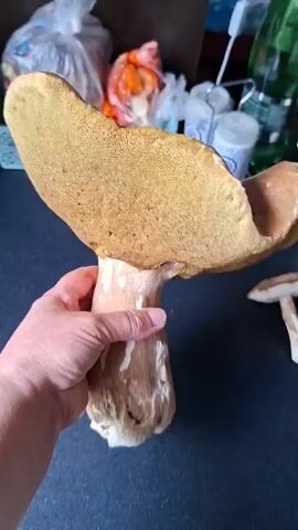 A hand holds a large mushroom with a tan cap and a thick, white stem. The underside of the cap is visible, showing a porous surface. Another smaller mushroom is visible in the background. The scene appears to be indoors, with kitchen counters and some blurry items in the background, including plastic bags, containers, and green bottles.