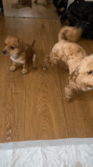 Two puppies cause low-level chaos in a Dnipro apartment