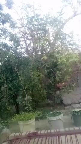 The video shows a daytime view of a backyard or garden with trees and potted plants. The camera pans up towards the sky, revealing a small, faint moon. The sky is overcast.