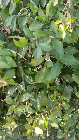 The video shows a close-up, stationary shot of dense green foliage. The leaves are small and ovate with serrated edges, and they are attached to thin, brown branches. Sunlight filters through the leaves, creating bright highlights and deep shadows. The overall impression is one of lush, overgrown vegetation.