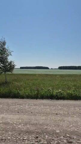 This is a vertical video shot from a moving vehicle on a dirt road. The camera is looking out at a large, flat field under a clear blue sky. The field is mostly green grass with some patches of lighter green, possibly crops. In the distance, there is a line of dark green trees forming a forest. The dirt road in the foreground is dusty and has small rocks scattered on it. The overall impression is a rural landscape on a sunny day.