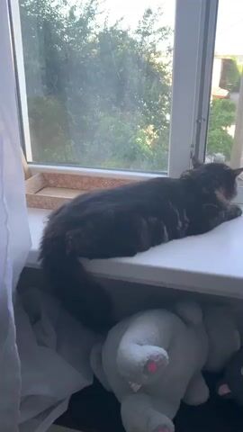 A fluffy, dark-colored cat is lying on a white windowsill and looking out a window. The cat is positioned on its side, with its head turned towards the window. The window looks out onto an outdoor scene with green trees and a street. Below the windowsill, there are stuffed animals and some white fabric. A small cardboard box with an orange and white pattern is also on the windowsill to the left of the cat. The lighting suggests it is daytime.