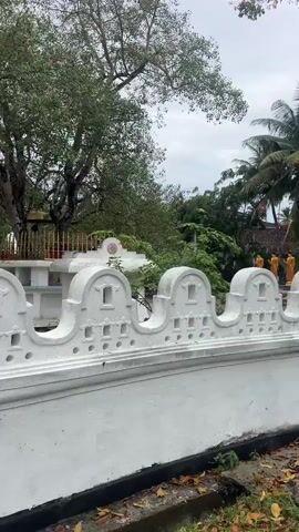 A video shows a white, ornate fence with decorative cutouts in front of a lush green environment. Behind the fence, a large tree with dense foliage dominates the scene. Several white stupa-like structures are visible, some adorned with golden railings. To the right, a row of golden Buddha statues stands in front of a building. Another larger, light yellow statue of a standing figure is also present. The sky is overcast with clouds, and palm trees are interspersed among other greenery. The ground appears to be dirt or gravel, with some fallen leaves. The video pans slightly to the right, revealing more of the statues and the surrounding landscape.