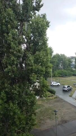 A tall, leafy green tree dominates the left side of the frame. To the right, a paved area with two parked cars, one white and one silver, is visible. Beyond the cars, a grassy area with some trees and buildings can be seen. The sky is overcast. There is visible rain falling, creating streaks through the air.