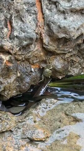 A small frog sits on a wet rock near some green underwater plants. The frog is mostly green and blends in with its surroundings. The water is clear and reflects the light. The rocks are rough and textured, with some patches of orange and brown. The scene appears to be a natural environment, possibly a tide pool or a shallow stream.
