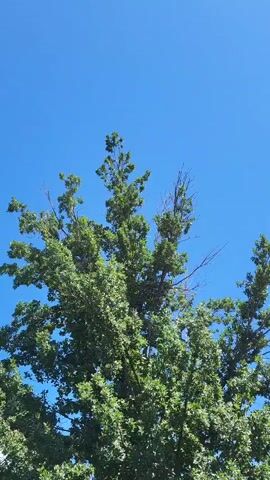 The video shows the top of a deciduous tree against a bright blue sky. The tree is full of green leaves, with some bare branches visible at the top. The camera is positioned looking upwards towards the tree. The lighting suggests it is daytime.