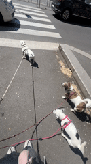 Person walks three dogs on sunny Milan sidewalk