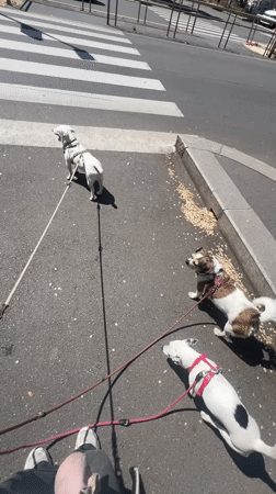 Person walks three dogs on sunny Milan sidewalk
