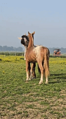 Horses graze peacefully in Belgian field dotted with flowers