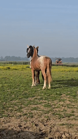 Horses graze peacefully in Belgian field dotted with flowers