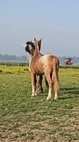 Horses graze peacefully in Belgian field dotted with flowers