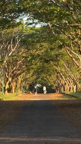 This vertical, full-shot video captures a peaceful scene of a tree-lined path in Kuta Selatan, Indonesia. Two individuals, one walking with a dog and the other appearing to be a child, are seen strolling away from the camera down the path. The path is dirt and gravel, flanked by lush, mature trees whose branches form a dense canopy overhead, creating a natural tunnel effect. Sunlight filters through the leaves, casting dappled shadows and illuminating the path with a warm, golden glow, suggesting it is either early morning or late afternoon. The overall atmosphere is serene and tranquil, conveying a sense of calm and relaxation. There is no visible text in the media file.