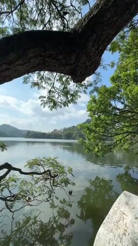 The video shows a tranquil scene of a lake, framed by the branches and leaves of a large tree. The lake surface reflects the sky, which is partly cloudy. In the background, there are hills covered with trees. The camera slowly pans from left to right, revealing more of the lake and the foliage surrounding it. A white concrete barrier or wall is visible at the bottom of the frame. The overall impression is one of peace and natural beauty.